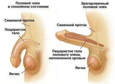 Импотенция